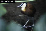 actophilornis africanus african jacana actophilornis africanus african jacana