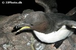 alca torda razorbill alca torda razorbill