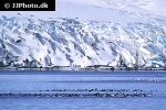 alca torda razorbill alca torda razorbill