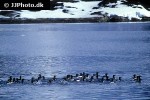 alca torda razorbill alca torda razorbill