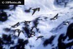 alca torda razorbill alca torda razorbill