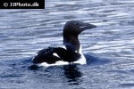 alca torda razorbill alca torda razorbill