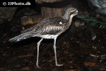 burhinus grallarius bush stone curlew burhinus grallarius bush stone curlew