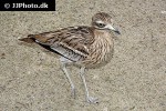 burhinus oedicnemus stone curlew burhinus oedicnemus stone curlew