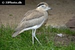 burhinus superciliaris peruvian thick knee burhinus superciliaris peruvian thick knee
