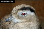 burhinus superciliaris peruvian thick knee burhinus superciliaris peruvian thick knee