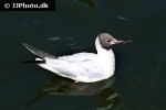 chroicocephalus ridibundus black headed gull chroicocephalus ridibundus black headed gull