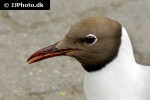 chroicocephalus ridibundus black headed gull chroicocephalus ridibundus black headed gull