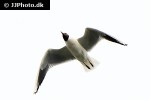 chroicocephalus ridibundus black headed gull chroicocephalus ridibundus black headed gull