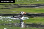 fratercula arctica atlantic puffin fratercula arctica atlantic puffin