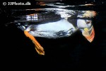 fratercula arctica atlantic puffin fratercula arctica atlantic puffin