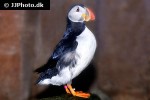 fratercula arctica atlantic puffin fratercula arctica atlantic puffin