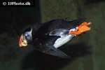 fratercula arctica atlantic puffin fratercula arctica atlantic puffin
