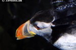 fratercula arctica atlantic puffin fratercula arctica atlantic puffin