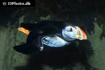 fratercula arctica atlantic puffin fratercula arctica atlantic puffin