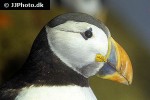 fratercula arctica atlantic puffin fratercula arctica atlantic puffin