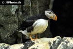 fratercula arctica atlantic puffin fratercula arctica atlantic puffin