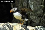 fratercula arctica atlantic puffin fratercula arctica atlantic puffin