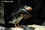 fratercula arctica atlantic puffin fratercula arctica atlantic puffin