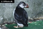 fratercula arctica atlantic puffin fratercula arctica atlantic puffin