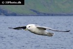 fulmarus glacialis northern fulmar fulmarus glacialis northern fulmar