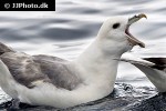 fulmarus glacialis northern fulmar fulmarus glacialis northern fulmar