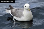 fulmarus glacialis northern fulmar fulmarus glacialis northern fulmar