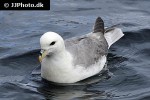 fulmarus glacialis northern fulmar fulmarus glacialis northern fulmar