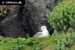 fulmarus glacialis northern fulmar fulmarus glacialis northern fulmar