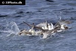 fulmarus glacialis northern fulmar fulmarus glacialis northern fulmar