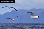 fulmarus glacialis northern fulmar fulmarus glacialis northern fulmar