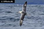 fulmarus glacialis northern fulmar fulmarus glacialis northern fulmar