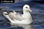 fulmarus glacialis northern fulmar fulmarus glacialis northern fulmar