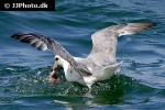 fulmarus glacialis northern fulmar fulmarus glacialis northern fulmar