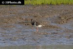 haematopus ostralegus oystercatcher haematopus ostralegus oystercatcher
