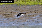 haematopus ostralegus oystercatcher haematopus ostralegus oystercatcher