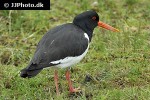haematopus ostralegus oystercatcher haematopus ostralegus oystercatcher