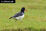 haematopus ostralegus oystercatcher haematopus ostralegus oystercatcher