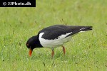 haematopus ostralegus oystercatcher haematopus ostralegus oystercatcher