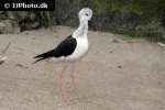himantopus himantopus common stilt himantopus himantopus common stilt