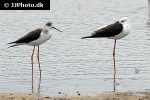 himantopus himantopus common stilt himantopus himantopus common stilt