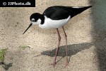 himantopus mexicanus black winged stilt himantopus mexicanus black winged stilt