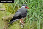 larosterna inca inca tern larosterna inca inca tern