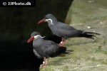 larosterna inca inca tern larosterna inca inca tern