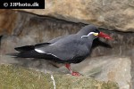 larosterna inca inca tern larosterna inca inca tern