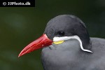 larosterna inca inca tern larosterna inca inca tern