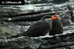 larosterna inca inca tern larosterna inca inca tern