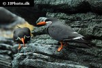 larosterna inca inca tern larosterna inca inca tern