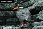 larosterna inca inca tern larosterna inca inca tern