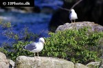 larus argentatus european herring gull larus argentatus european herring gull